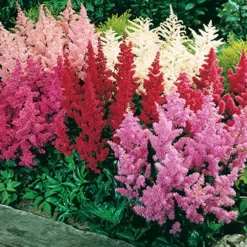 Front Page -US Garden Plants Sales 2024 77261 mixed astilbe
