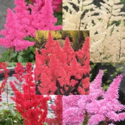 Menu Perennial Shade Value Collection 30 Menu Perennial Shade Value Collection -US Garden Plants Sales 2024 77261 mixed astilbe value bag 1