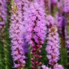 Menu Bulk Liatris Or Gayfeather (100 Bulbs) -US Garden Plants Sales 2024 77262 liatris