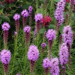 Menu Bulk Liatris Or Gayfeather (100 Bulbs) -US Garden Plants Sales 2024 77262 liatris 2