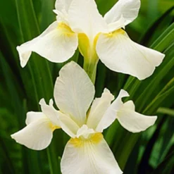 Menu Summer Moonlight Garden Flowers Collection -US Garden Plants Sales 2024 77271 white swirl siberian iris 1