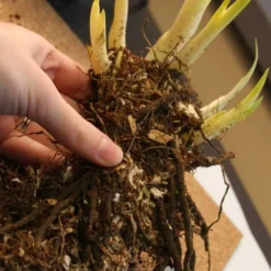 Menu Late Spring Perennial Garden 18 Menu Late Spring Perennial Garden -US Garden Plants Sales 2024 77271 white swirl siberian iris 2