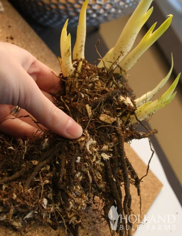 Menu Late Spring Perennial Garden 5 Menu Late Spring Perennial Garden - Image 3