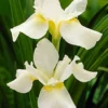 Menu White Swirl Siberian Iris -US Garden Plants Sales 2024 77271 white swirl siberian iris 3