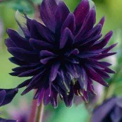 Menu Part Sun Perennial Garden Collection -US Garden Plants Sales 2024 77274 black barlow columbine 3