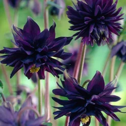 Menu Part Sun Perennial Garden Collection -US Garden Plants Sales 2024 77274 black barlow columbine 4