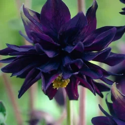 Menu Part Sun Perennial Garden Collection -US Garden Plants Sales 2024 77274 black barlow columbine 5