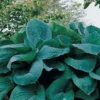 Menu Big Daddy Hosta -US Garden Plants Sales 2024 77275 big daddy hosta