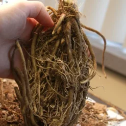 Menu Blue Hosta Collection 16 Menu Blue Hosta Collection -US Garden Plants Sales 2024 77275 big daddy hosta 2 1