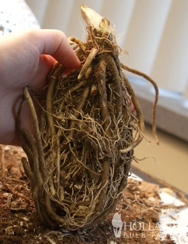 Menu Blue Hosta Collection 5 Menu Blue Hosta Collection - Image 3