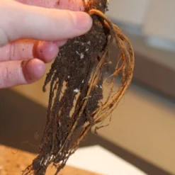 Menu Peppy Shade Garden Collection 14 Menu Peppy Shade Garden Collection -US Garden Plants Sales 2024 77276 birch double cranesbill 2 1