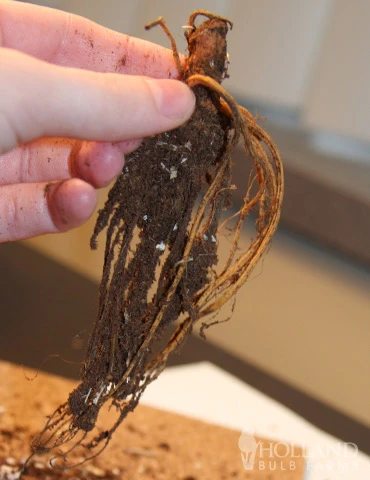 Menu Sunny Perennial Mailbox Garden 6 Menu Sunny Perennial Mailbox Garden - Image 4