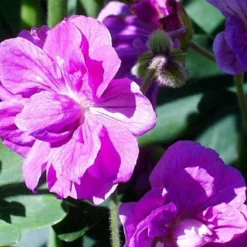 Menu Sunny Perennial Mailbox Garden 14 Menu Sunny Perennial Mailbox Garden -US Garden Plants Sales 2024 77276 birch double cranesbill