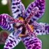 Menu Blue Wonder Toad Lily -US Garden Plants Sales 2024 77277 blue wonder toad lily 2 2