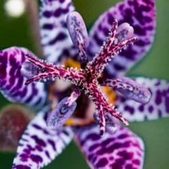Menu Shady Nook Garden Collection -US Garden Plants Sales 2024 77277 blue wonder toad lily 2