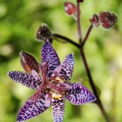 Menu Shady Nook Garden Collection -US Garden Plants Sales 2024 77277 blue wonder toad lily
