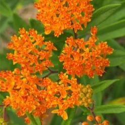 Menu Pollinator Pleaser Perennial Garden Collection -US Garden Plants Sales 2024 77279 butterfly weed 1