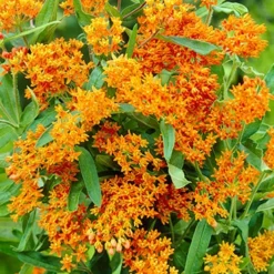 Menu Spring To Summer Garden Collection 15 Menu Spring To Summer Garden Collection -US Garden Plants Sales 2024 77279 butterfly weed 3 4