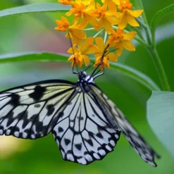 Menu Pollinator Pleaser Perennial Garden Collection -US Garden Plants Sales 2024 77279 butterfly weed 4 1