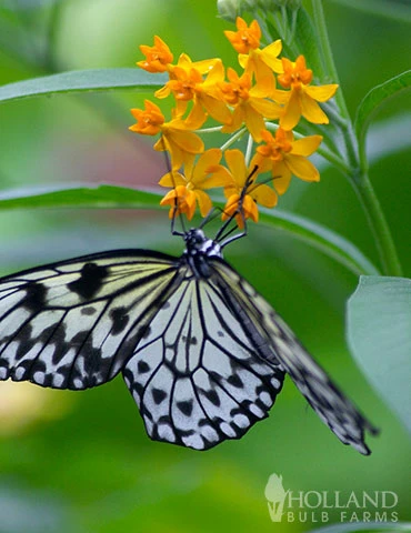 Menu Spring To Summer Garden Collection 8 Menu Spring To Summer Garden Collection - Image 6