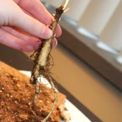 Menu Pollinator Pleaser Perennial Garden Collection -US Garden Plants Sales 2024 77279 butterfly weed 5 1