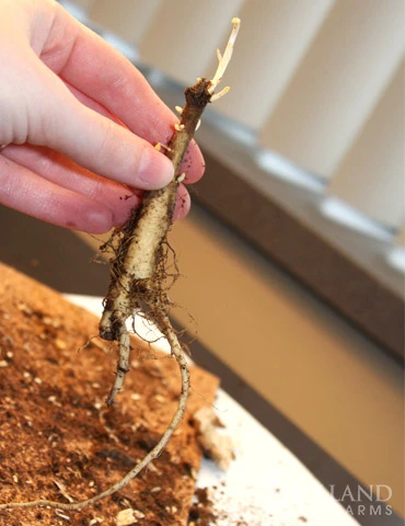 Menu Spring To Summer Garden Collection 7 Menu Spring To Summer Garden Collection - Image 5