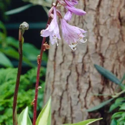 Menu Shady Nook Garden Collection -US Garden Plants Sales 2024 77280 cherry berry hosta 2