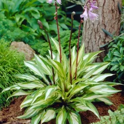 Menu Shady Nook Garden Collection -US Garden Plants Sales 2024 77280 cherry berry hosta 3