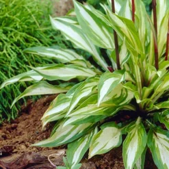 Menu Shady Nook Garden Collection -US Garden Plants Sales 2024 77280 cherry berry hosta 4