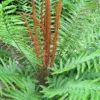 Menu Cinnamon Fern 2 Menu Cinnamon Fern -US Garden Plants Sales 2024 77282 cinnamon fern