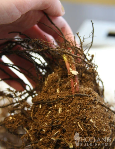 Menu Cinnamon Fern 4 Menu Cinnamon Fern - Image 2