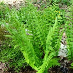 Menu Goldie's Giant Wood Fern