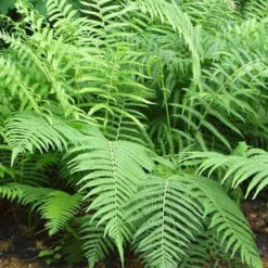 Menu Ferns & Begonias Collection -US Garden Plants Sales 2024 77286 lady fern 1