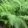 Menu Lady Fern -US Garden Plants Sales 2024 77286 lady fern
