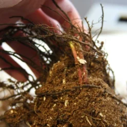 Menu Ferns & Begonias Collection -US Garden Plants Sales 2024 77286 lady fern 2 1