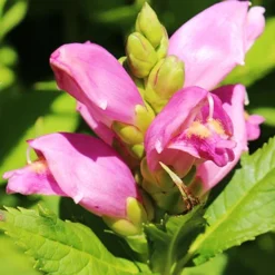 Menu Shady Blooms Spring Through Summer Collection 31 Menu Shady Blooms Spring Through Summer Collection -US Garden Plants Sales 2024 77291 rose turtlehead 1