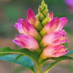Menu Long Blooming Shade Garden Collection -US Garden Plants Sales 2024 77291 rose turtlehead 2