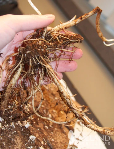 Menu Shady Blooms Spring Through Summer Collection 18 Menu Shady Blooms Spring Through Summer Collection - Image 16