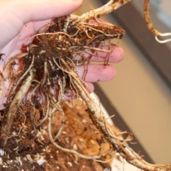 Menu Long Blooming Shade Garden Collection -US Garden Plants Sales 2024 77291 rose turtlehead 3