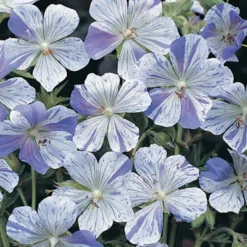 Menu Sunny Blooms Spring Through Summer Collection -US Garden Plants Sales 2024 77295 splish splash cranesbill