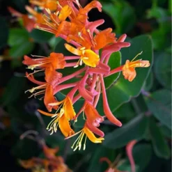 Menu Dropmore Scarlet Honeysuckle