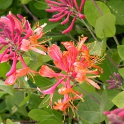 Menu Gold Flame Honeysuckle Vine