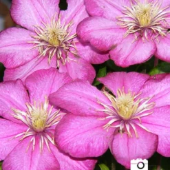 Menu Comtesse De Bouchaud Clematis 6 Menu Comtesse De Bouchaud Clematis -US Garden Plants Sales 2024 77305 2018 07 11 comtesse de bouchaud joan geraldson