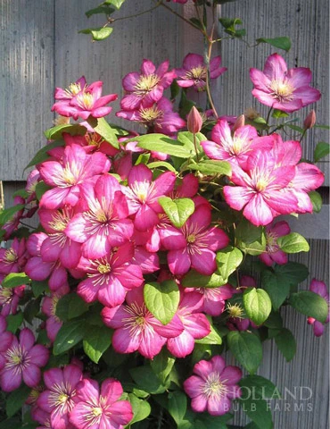 Menu Comtesse De Bouchaud Clematis 3 Menu Comtesse De Bouchaud Clematis