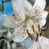 Menu White Tiger Lily 2 Menu White Tiger Lily -US Garden Plants Sales 2024 77310 white tiger lily 2