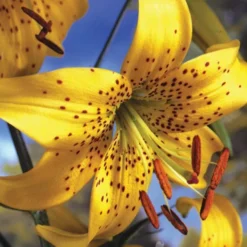 Menu Pearl Jennifer Tiger Lily