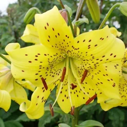 Menu Tiger Lily Collection -US Garden Plants Sales 2024 77311 pearl jennifer tiger lily 3 1