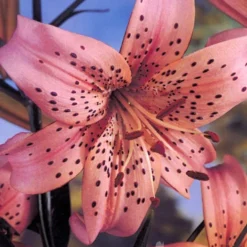Menu Tiger Lily Collection -US Garden Plants Sales 2024 77312 pink flavour tiger lily 1