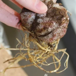 Menu Pink Flavour Tiger Lily -US Garden Plants Sales 2024 77312 pink flavour tiger lily 2