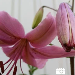 Menu Pink Flavour Tiger Lily -US Garden Plants Sales 2024 77312 pink flavour tiger lily 3